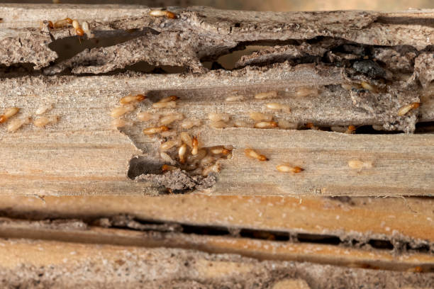 Spider Control Near Me in Falls Creek, PA